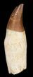 Rooted Mosasaur Tooth - Morocco #38180-1